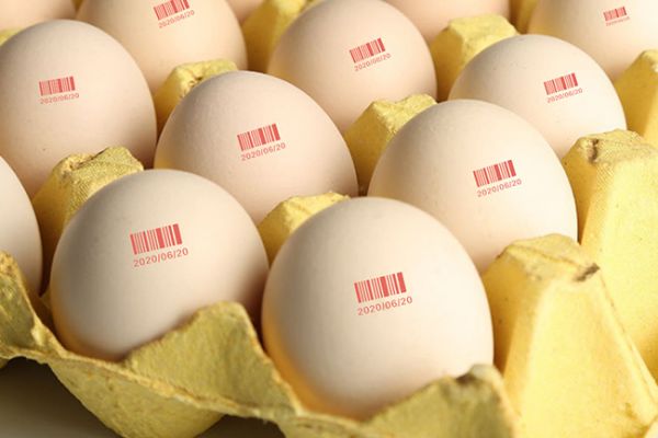 Máy in phun date code lên trứng, vỉ trứng, khay trứng, hộp trứng